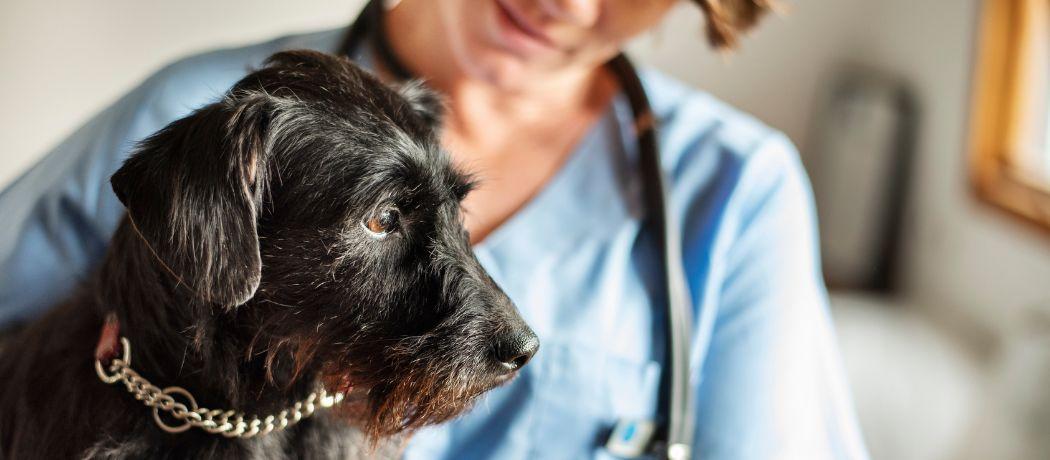 Veterinarian examining a dog (istock credit NickyLloyd)