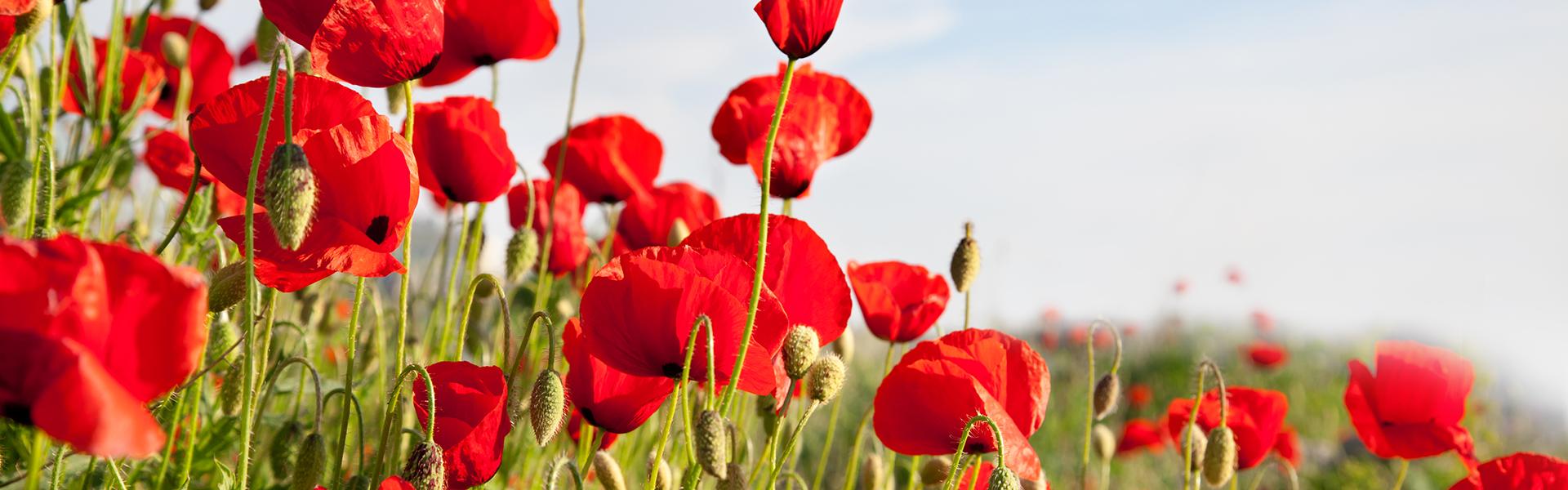Remembrance Day Service 2022 at the University of Guelph
