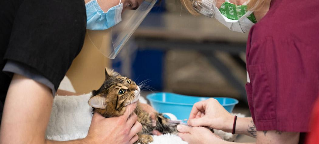 Ontario Veterinary College Health Sciences Centre staff provide care to Crouton