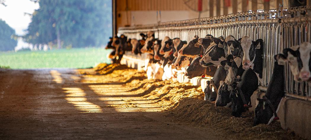 Dairy cows in a barn (photo credit Karen Whylie, University of Guelph)