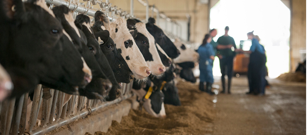 Dairy cows in barn