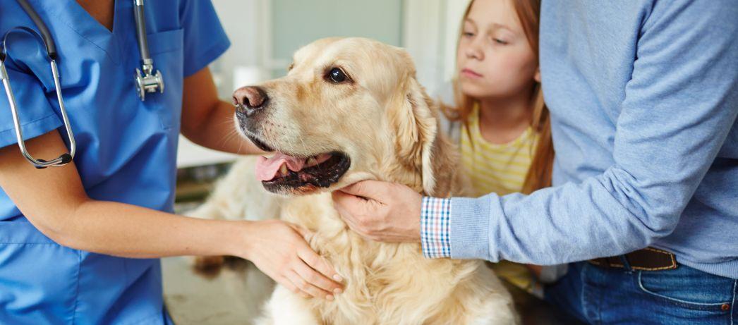 A veterinarian examines a dog on a table while a young girl looks on