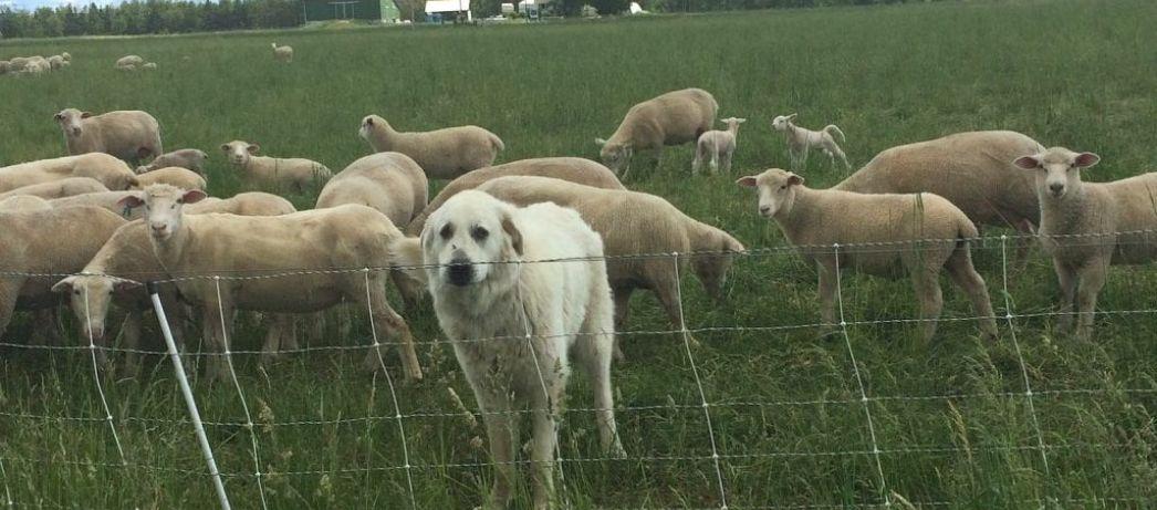 Mountain dog with sheeps that grazing in the field