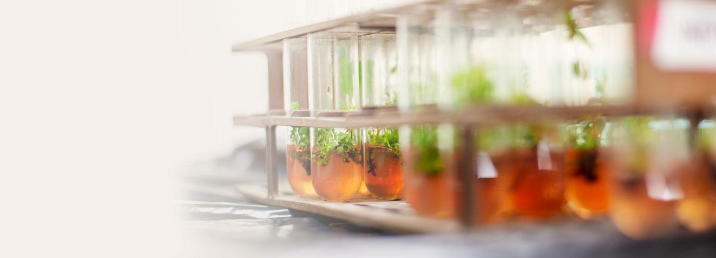 Plants growing in test tubes