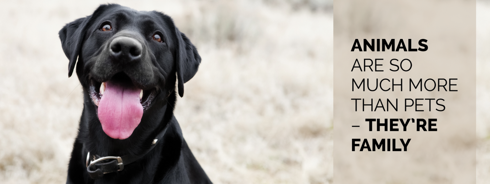 A dog with it's tongue out, and text saying "Animals are so much more than pets - They're Family"