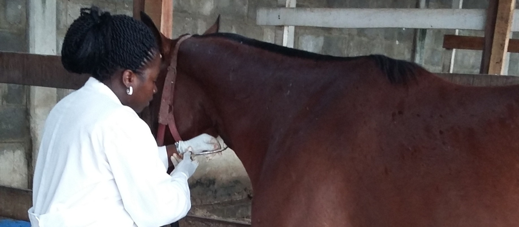 Dr. Afolakemi Adeniji examining a horse