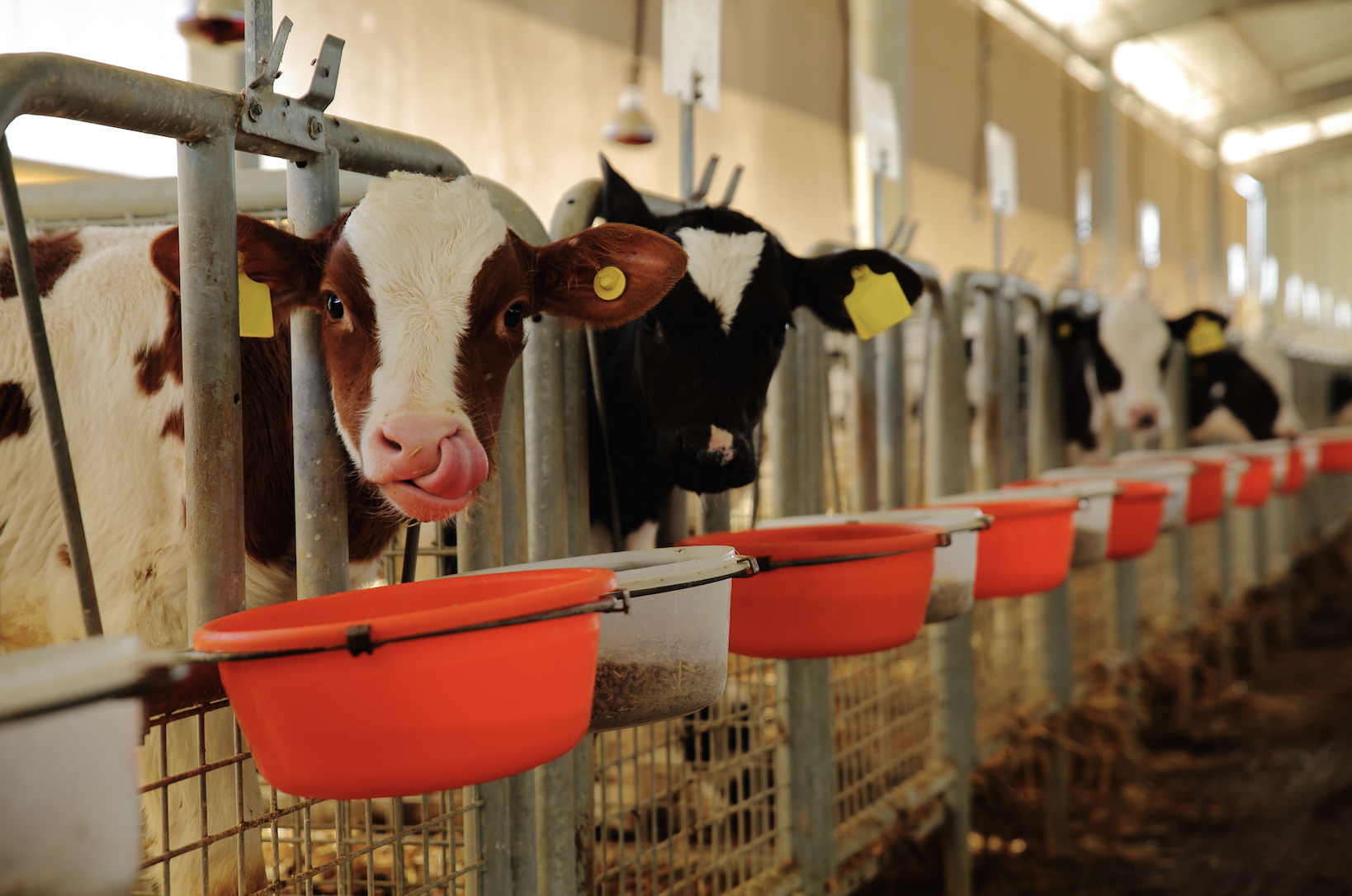 Young calves in a barn licking their noses.