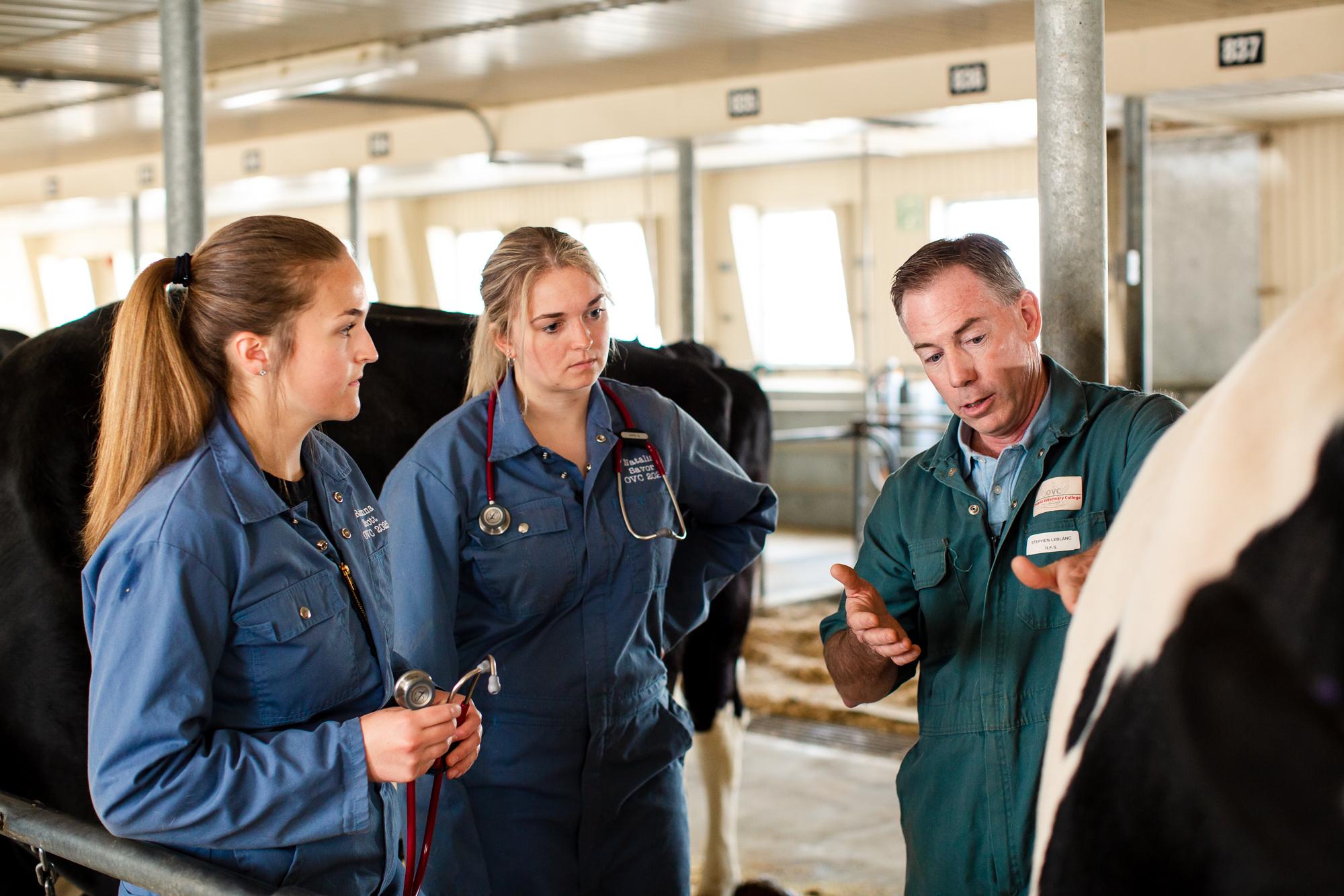 Dr. Stephen LeBlanc (far right) teaches two students alongside a dairy cow.
