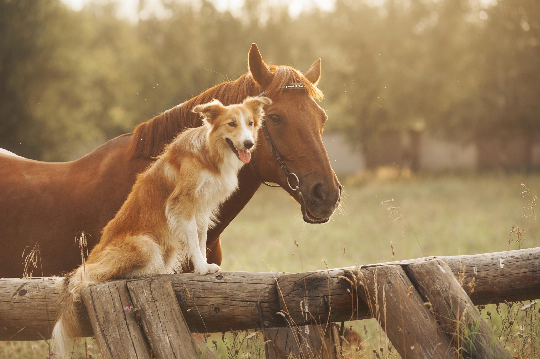 A horse and a dog are pictured in a field