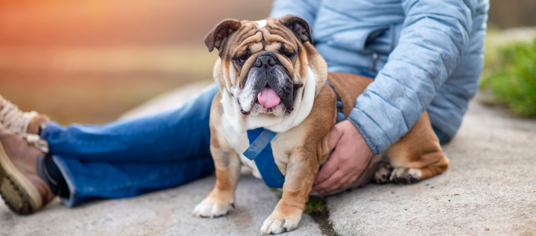 An overweight dog sitting with their owner outdoors