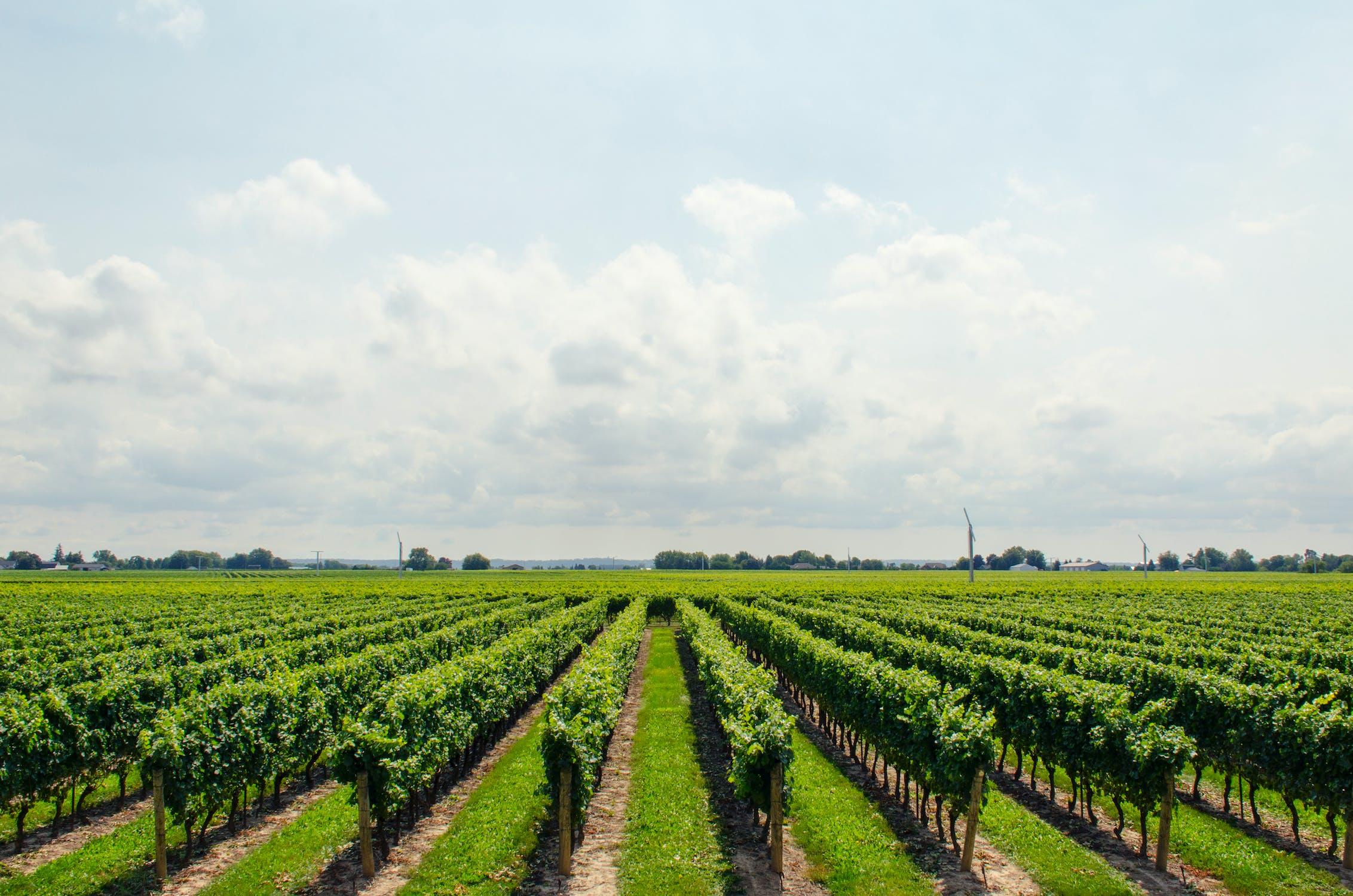field of trees growing in a sunny climate