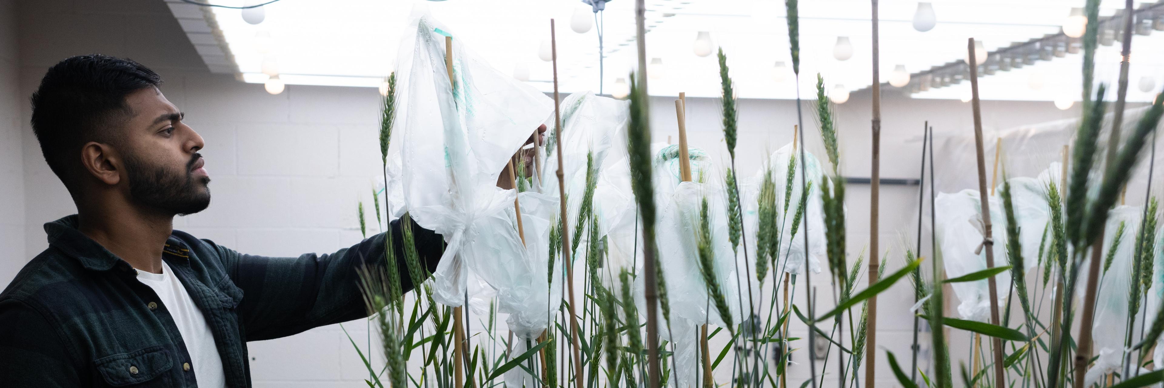 Person looks at plants indoors as part of an experiment.