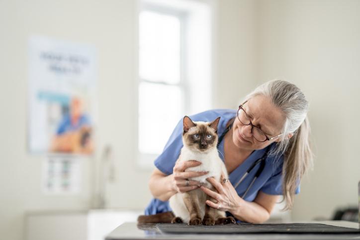 A mature female Veterinarian looks over an adult cat who has come in for a check-up. She is wearing blue scrubs and is talking to the cat as she looks him over.