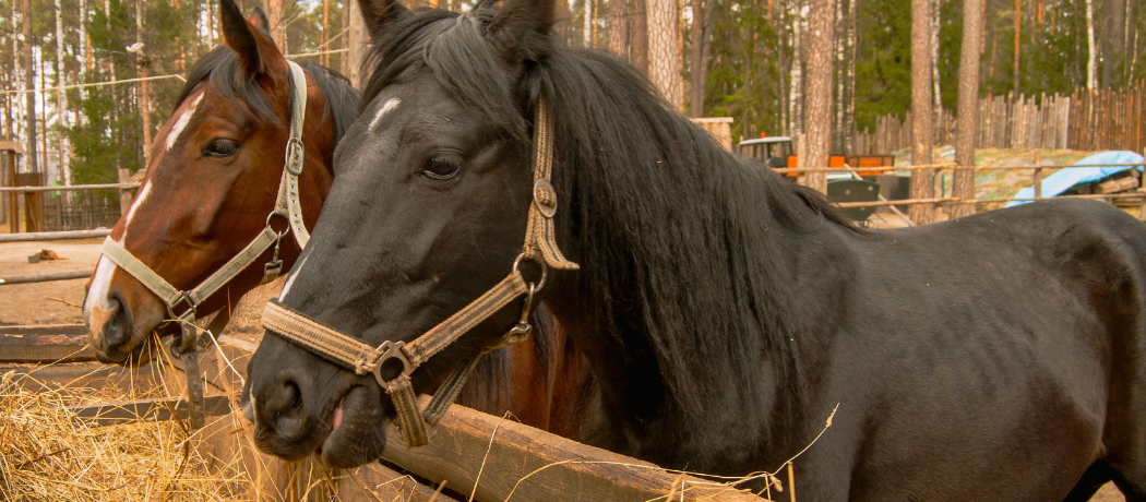 horses eating hay