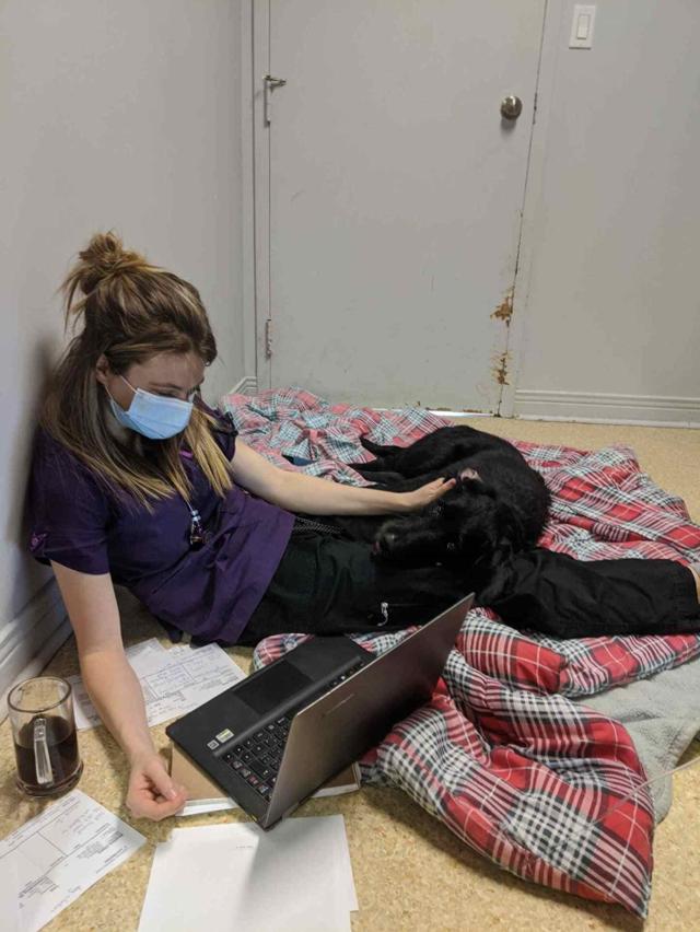 A woman wearing a mask sitting on the ground and petting a black dog while working on a computer