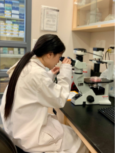 Miranda (Yuan) Bie looking through a microscope