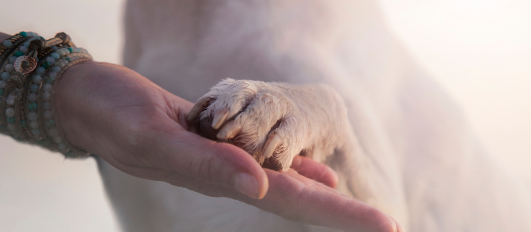 dog paw on a woman's hand