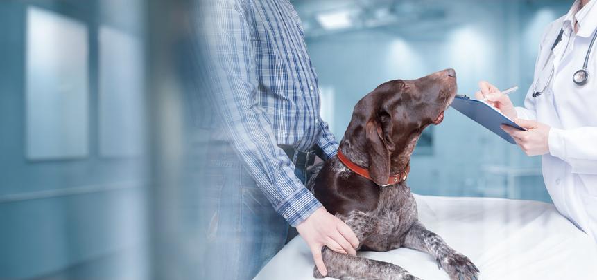 A veterinarian and client have a conversation about a dog, pictured in the middle on an exam table.