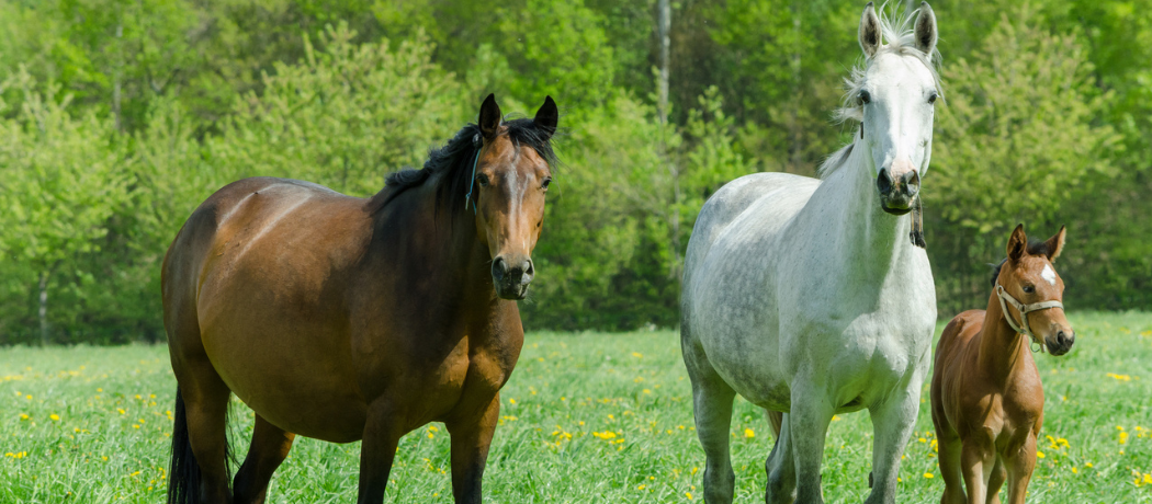 horses in a field