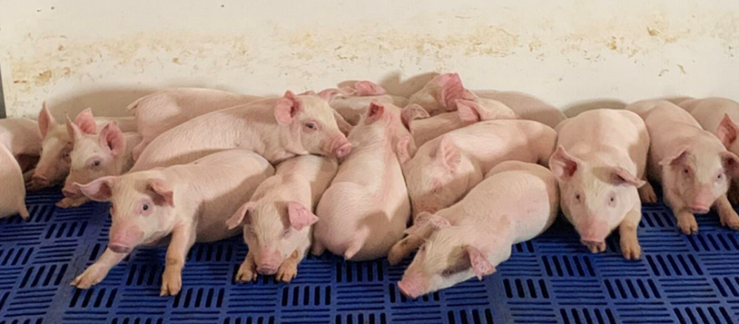 a litter of piglets
