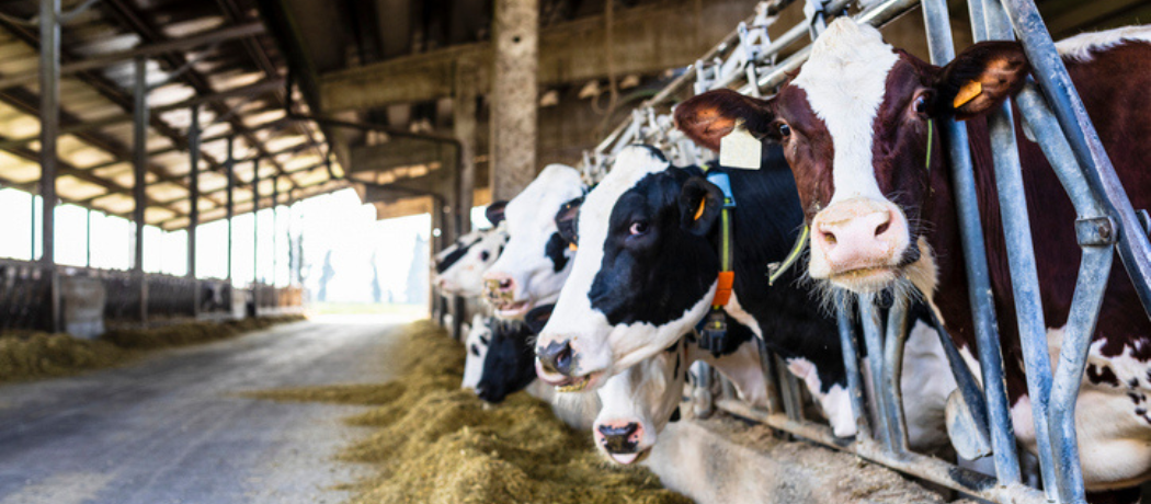 cows in stalls in a barn