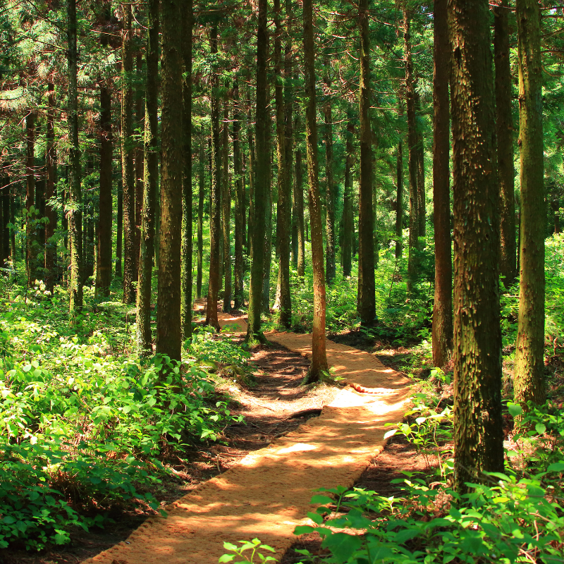 A path though a forest