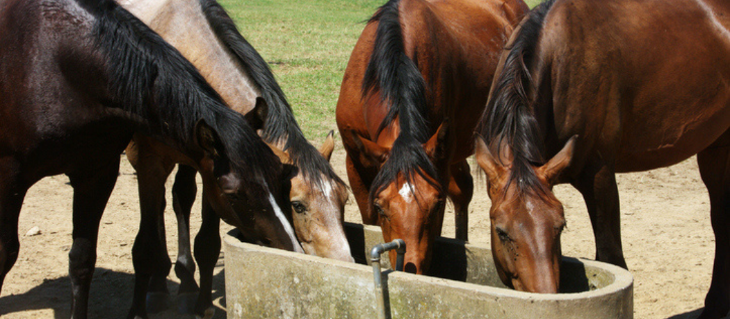 horses eating out of a trough