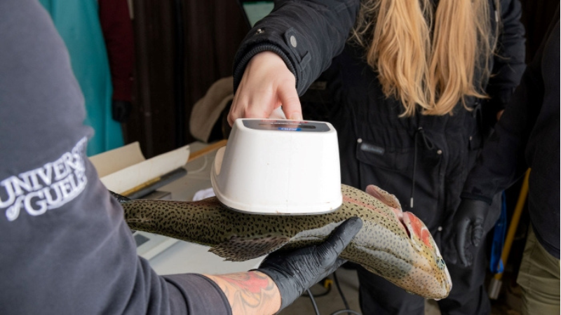 Two people hold a fish while one scans it with a handheld device.