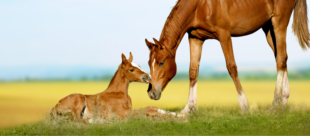 mare and foal in a field