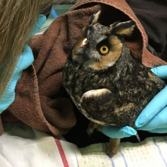A student in blue gloves holding an owl.
