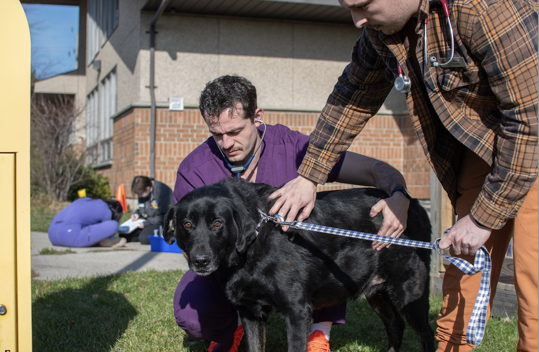 A large back dog named Bear receives a check up by two student veterinarians outside the clinic.