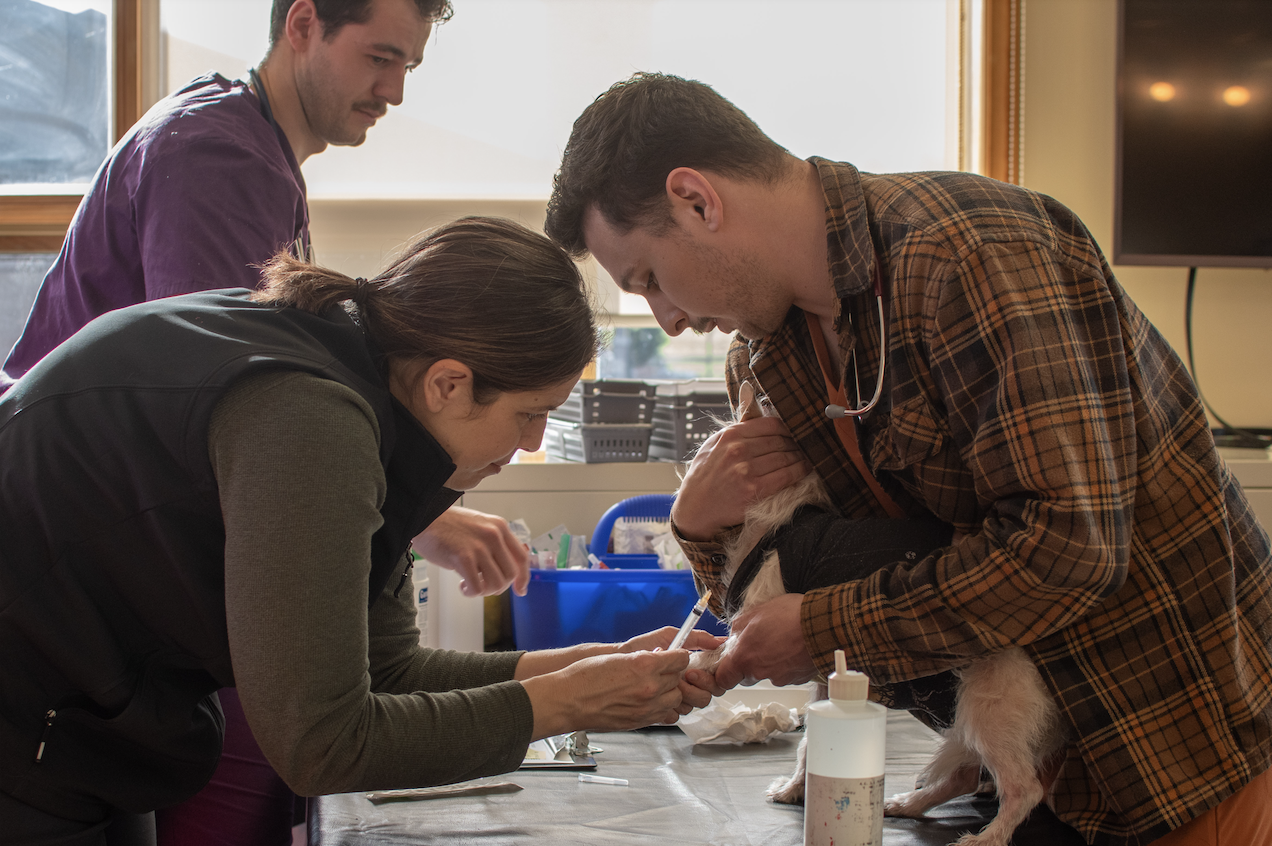 A small white dog stands on top of an exam table while being cradled by a student veterinarian. A veterinarian holds his paw while taking a blood sample.