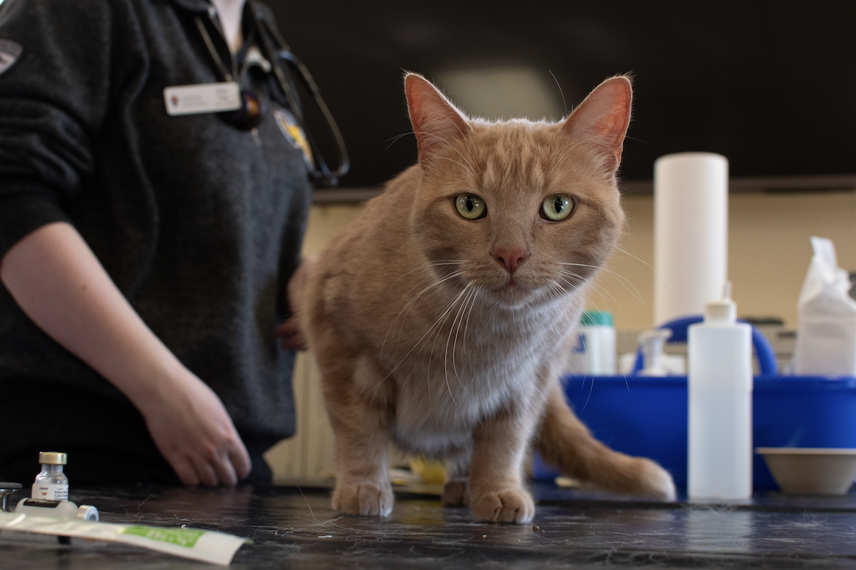 An orange cat named Mister stands on a black exam table with supplies in the background.