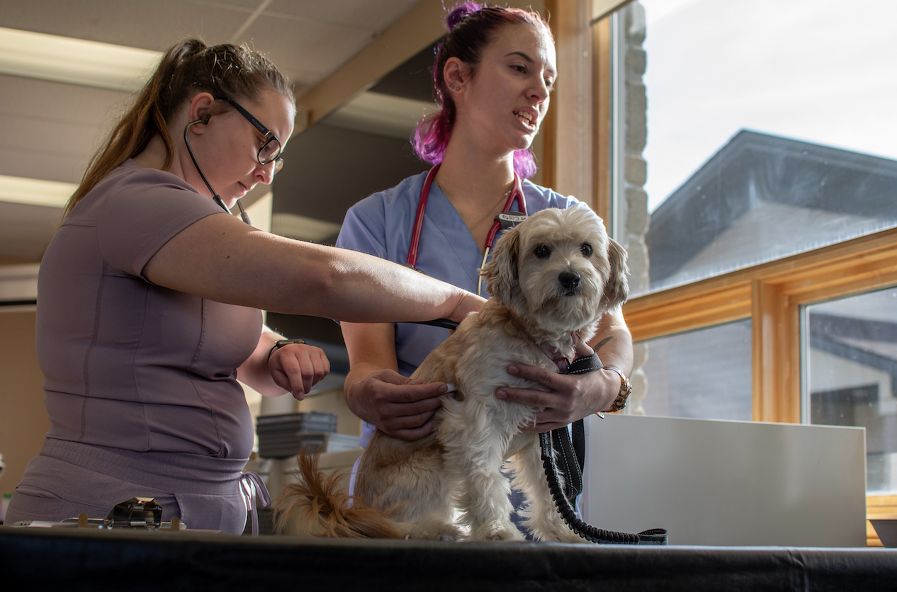 Nug, a small white and tan dog, is examined by two student veterinarians.