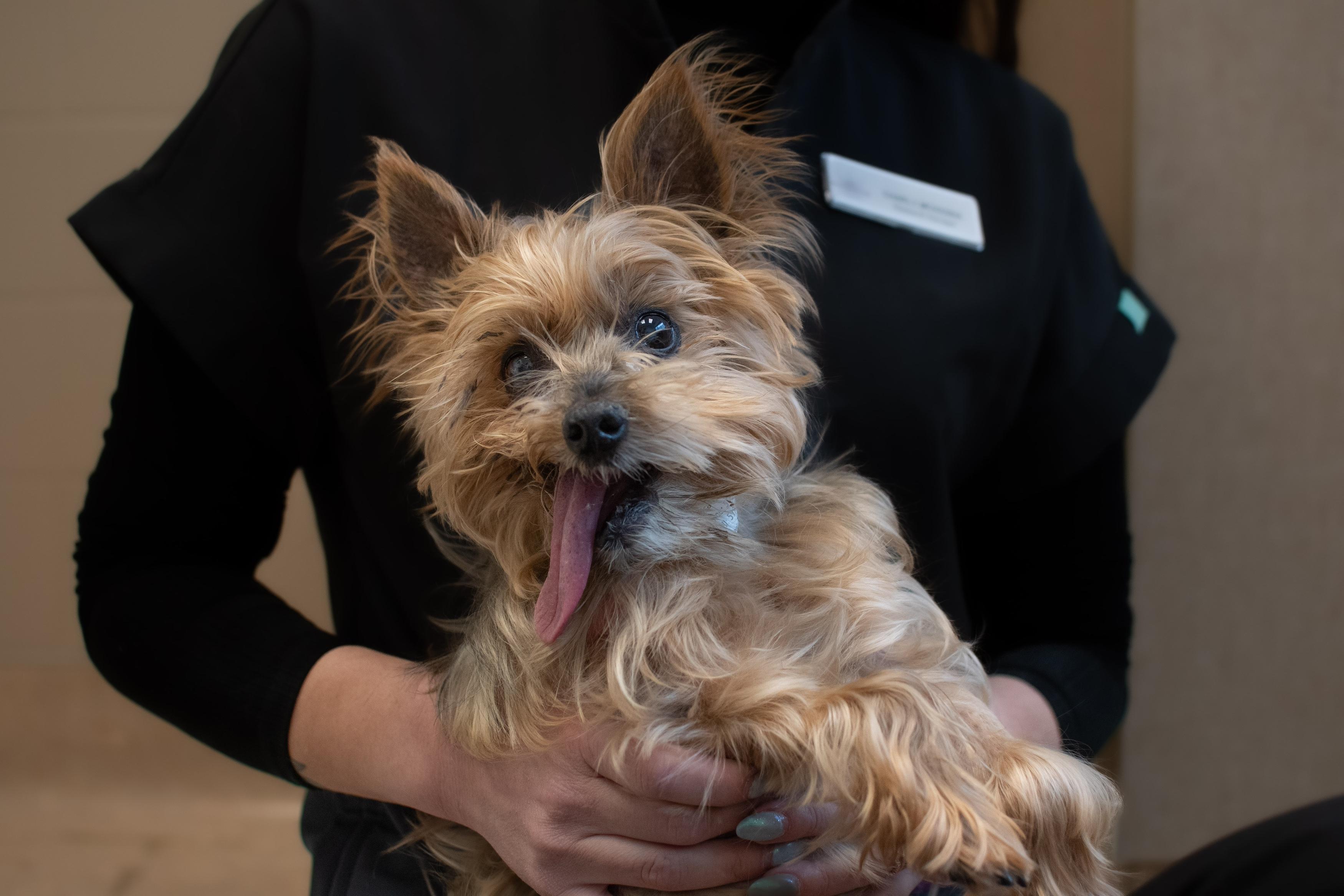 photo of Toby, a Yorkshire terrier, held by a member of the care team