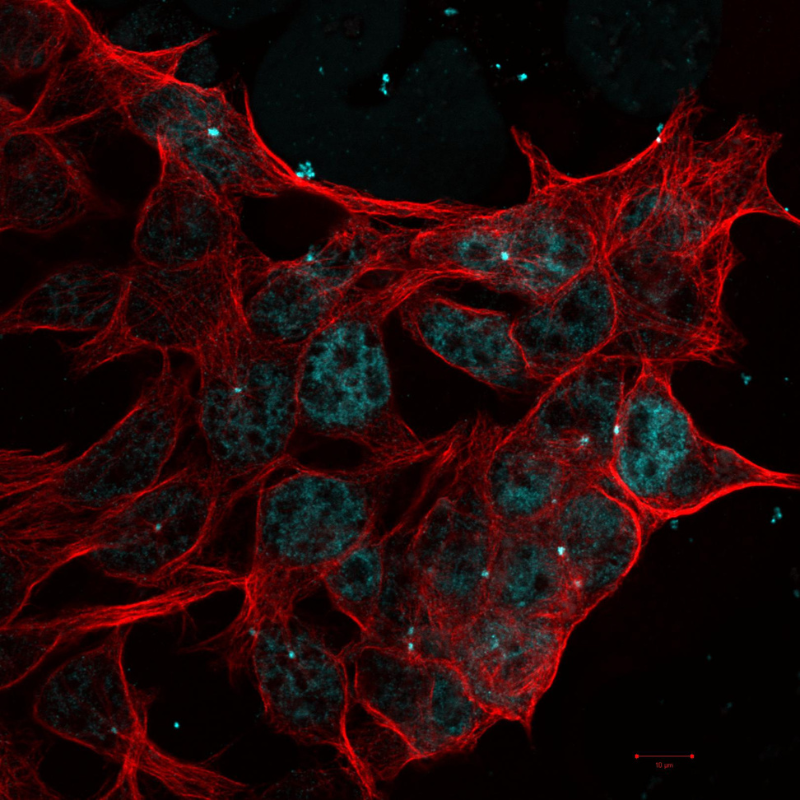 microsopic image