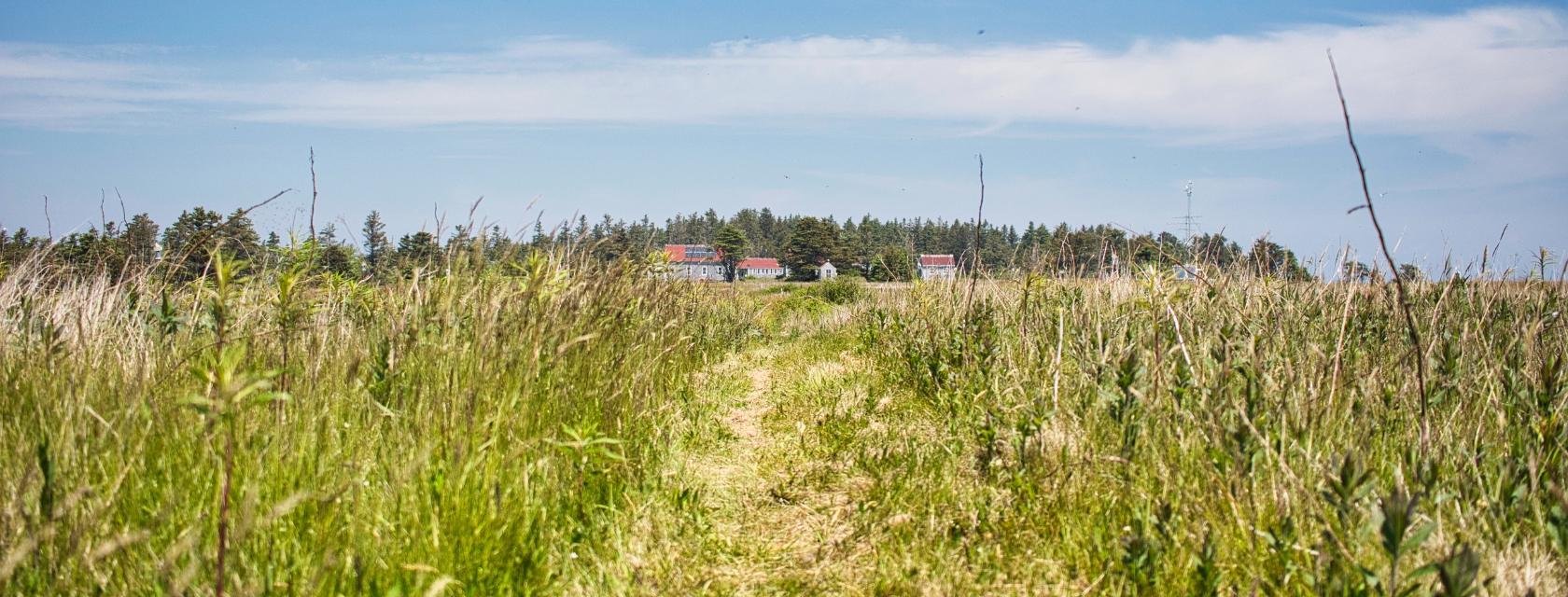 grassy meadow