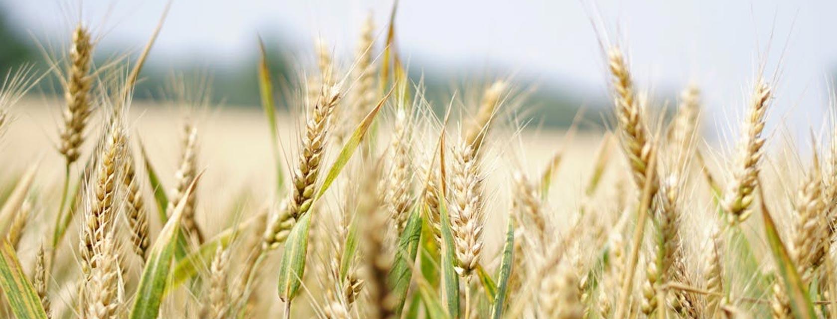 wheat in a field blowing