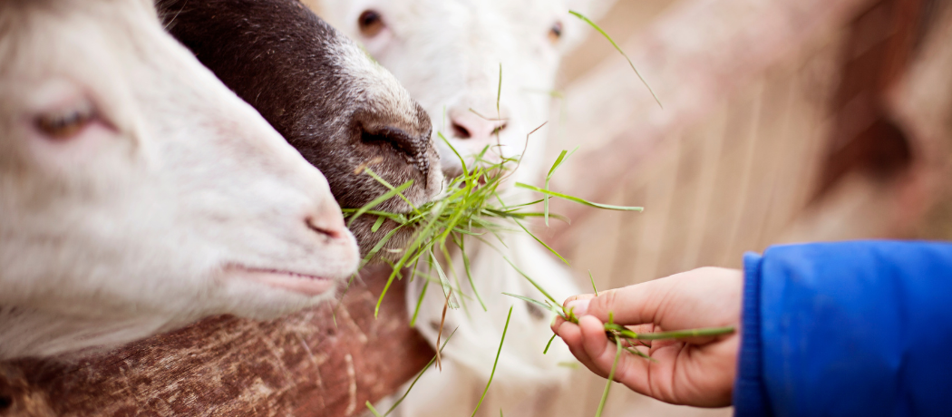 goats fed by hand