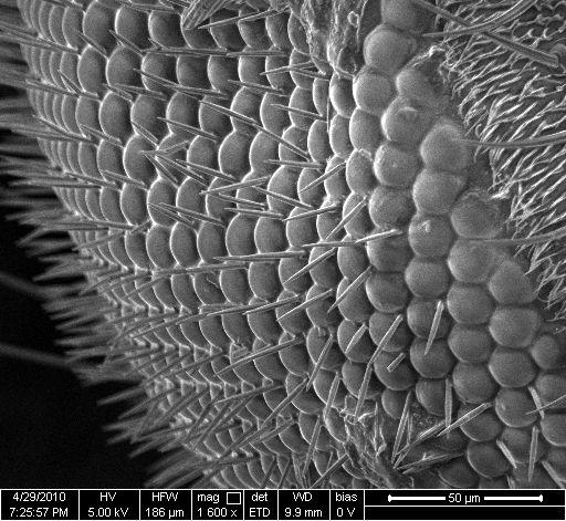Scanning electron microscopy image of a bug eye