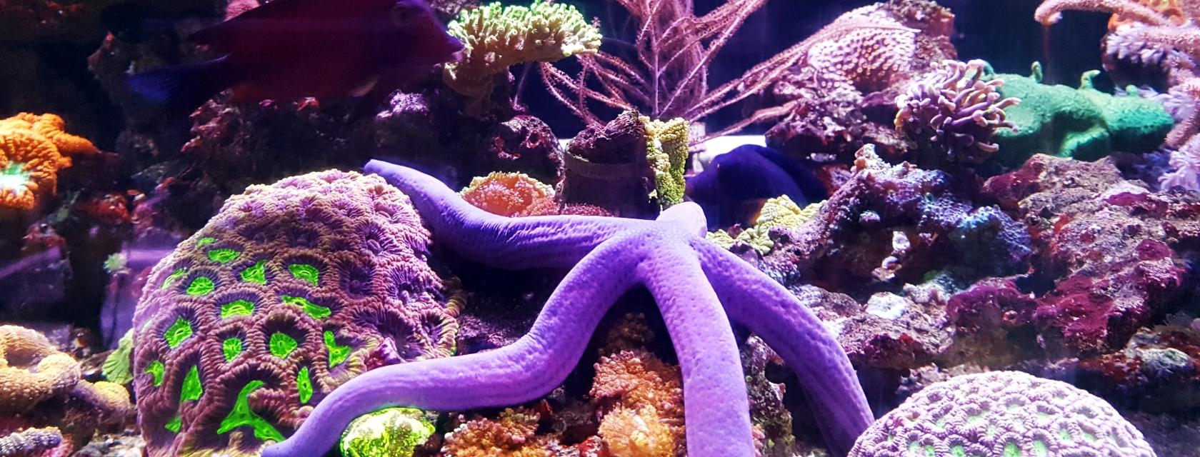 Starfish in aquarium