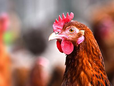 Close-up of a chicken with a vivid red comb and detailed feathers.