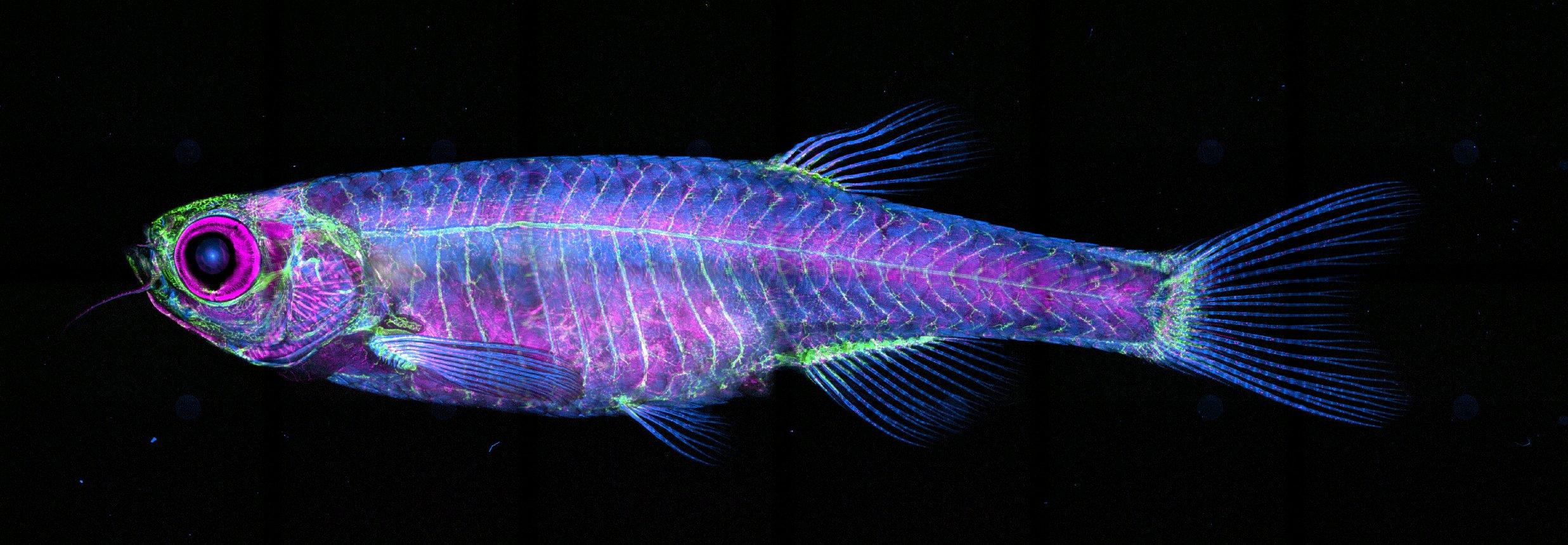 fluorescent zebrafish