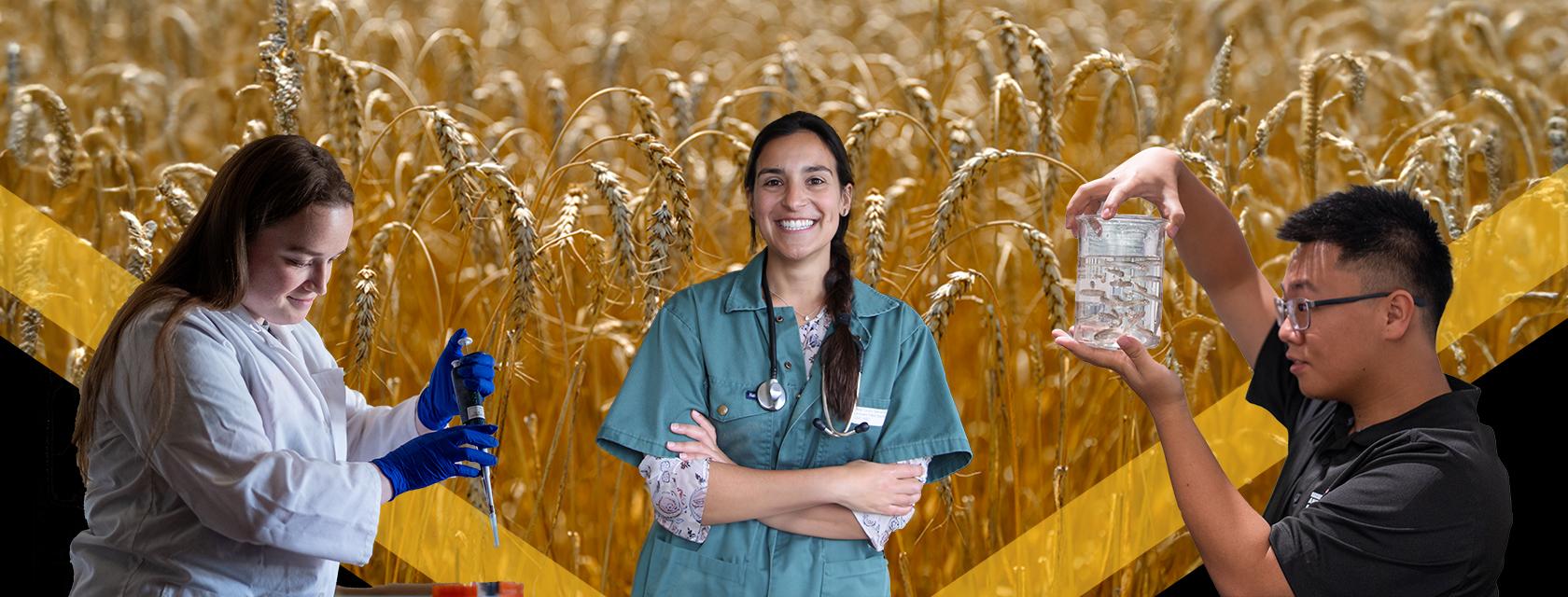 Three professionals in different fields, standing in front of a stylized background featuring wheat.