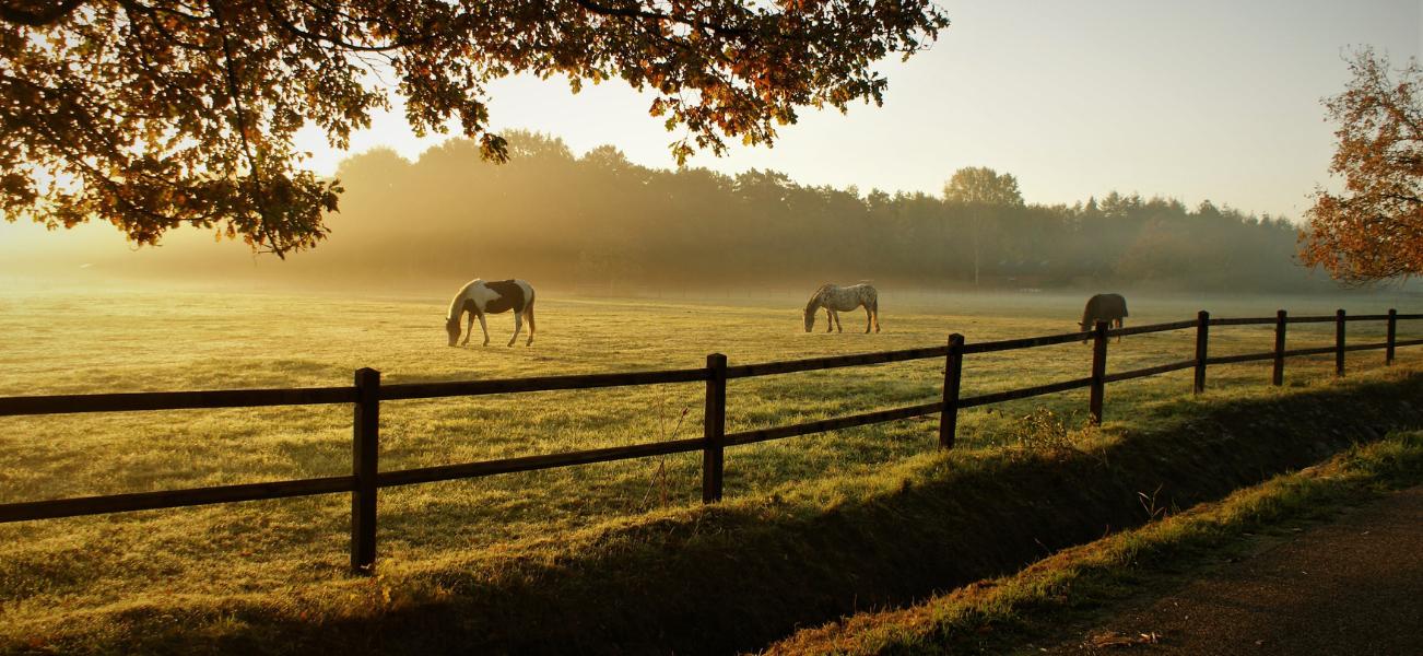 Three horses in misty a field at sunrise