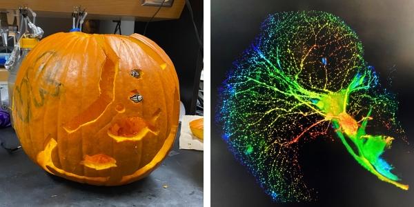 Pumpkin and zebrafish brain