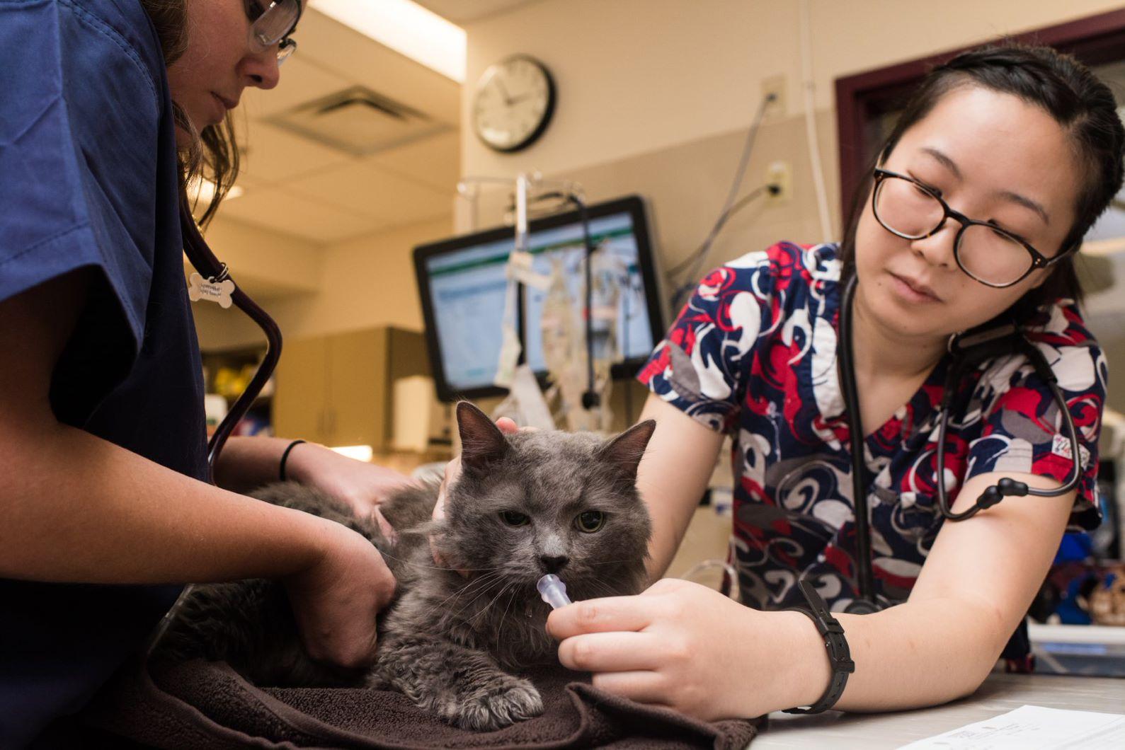 Two veterinarians examining a cat