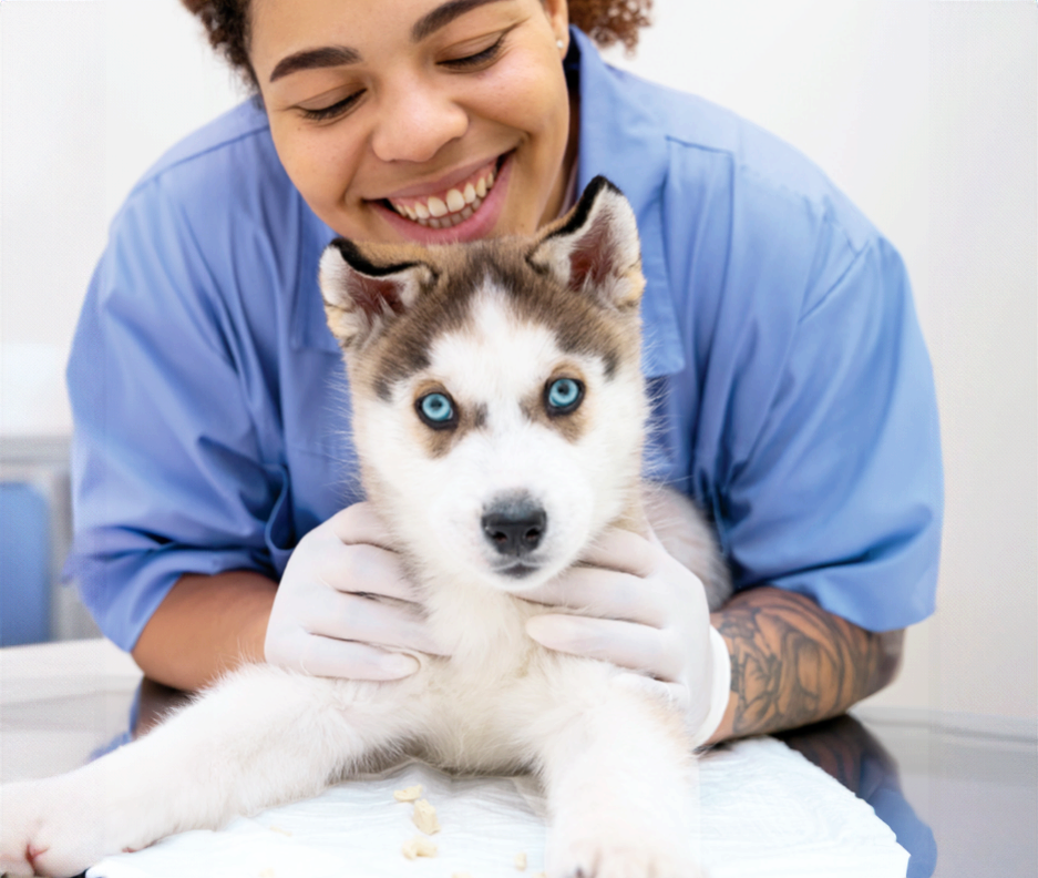 Veterinarian with husky pup