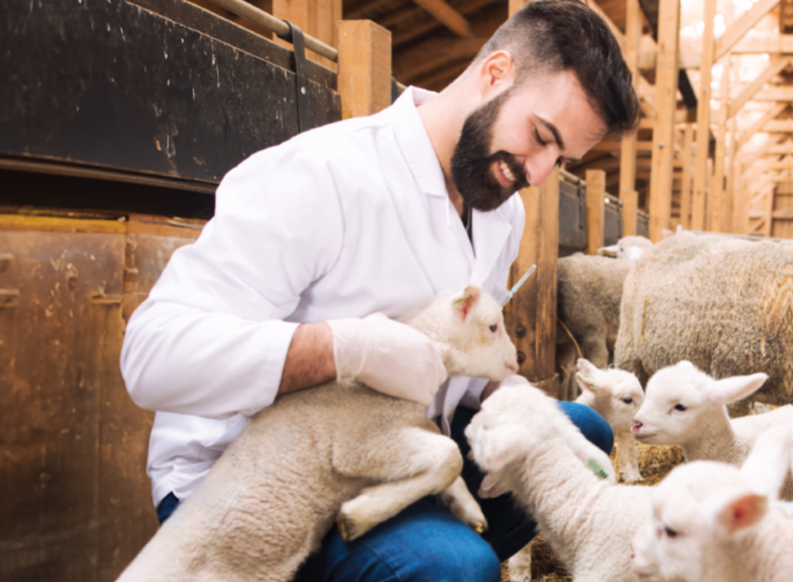 Veterinarian with sheep