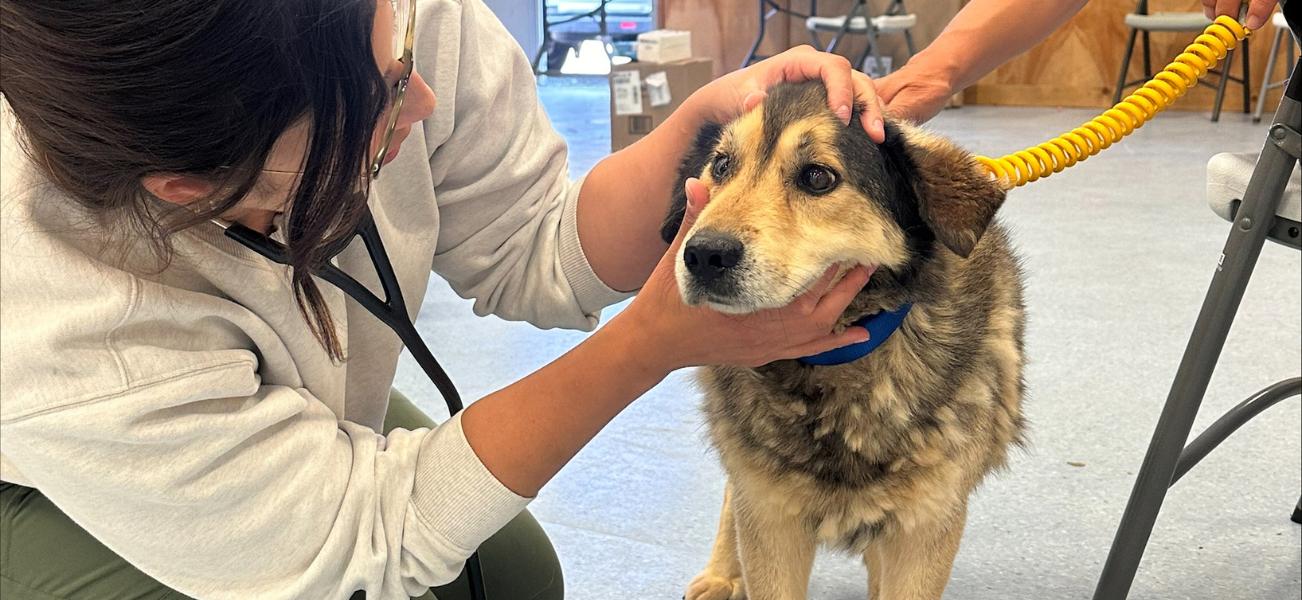 A veterinarian kneeling on the floor and examining a medium-sized brown and black dog